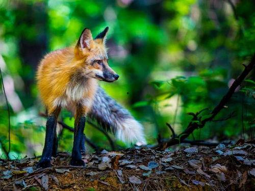 娱乐吃瓜酱狐狸